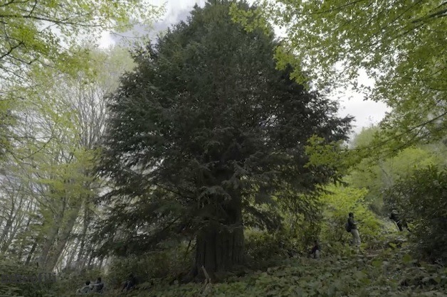 Dünyanın En Yaşlı Porsuk Ağacı