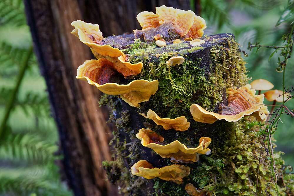 1 Ağaçta 1 Trilyon Mikrop Yaşıyor