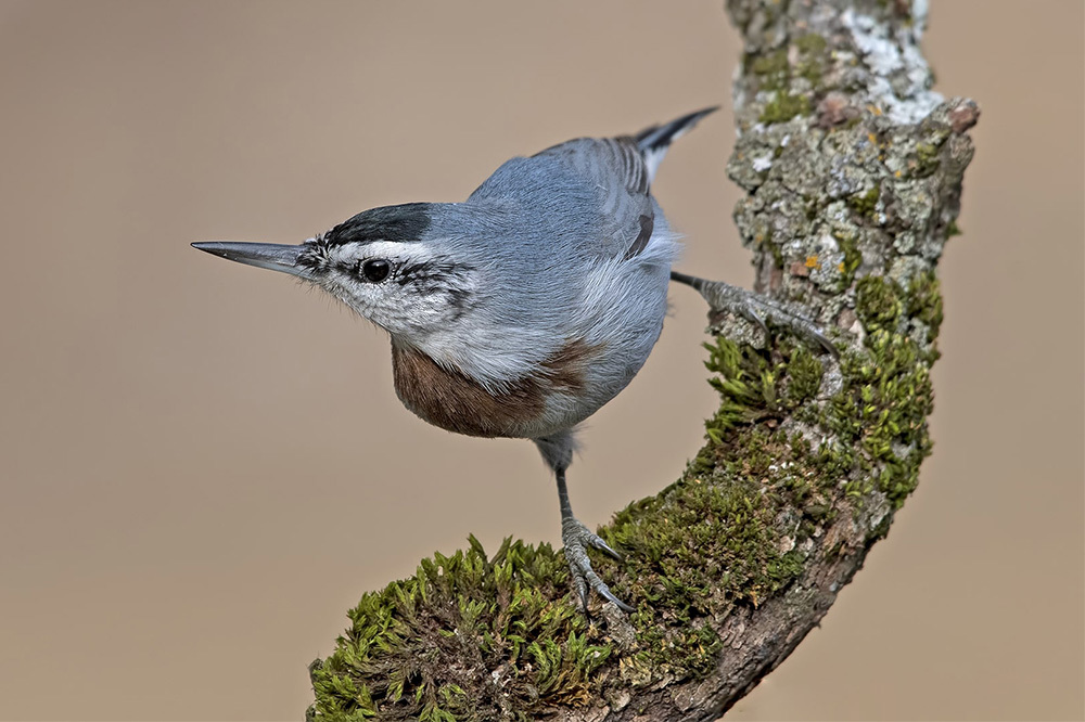 2030’a Kadar %30: Korumazsak Kaybederiz
