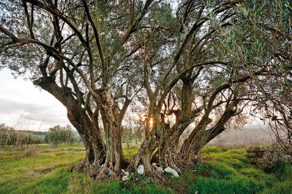 2090 Yaşında Zeytin: Ölmez Ağacı