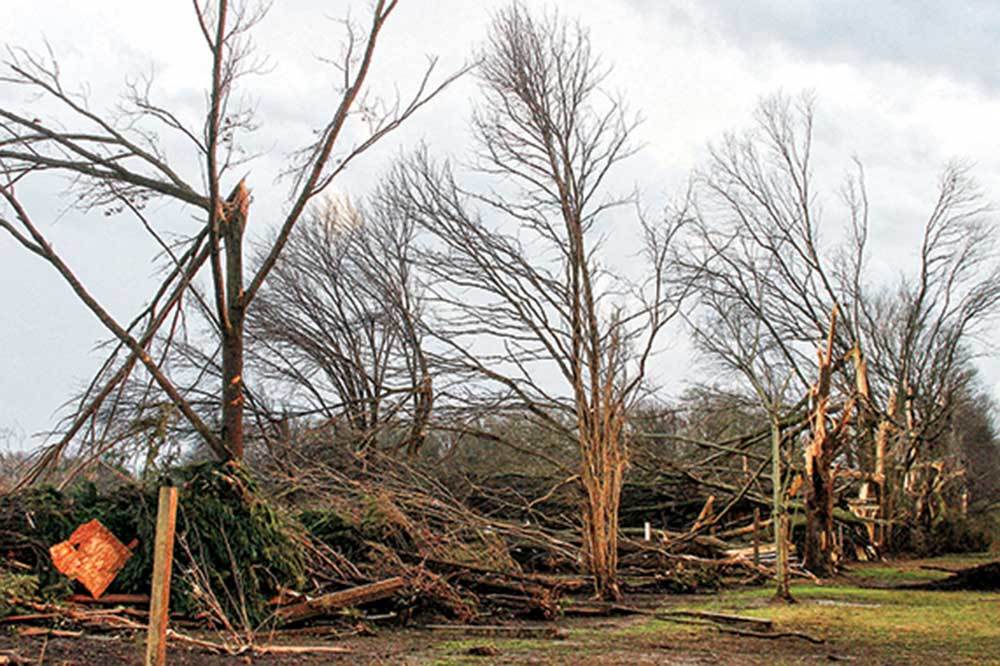 Ağaçlar ve Rüzgâr