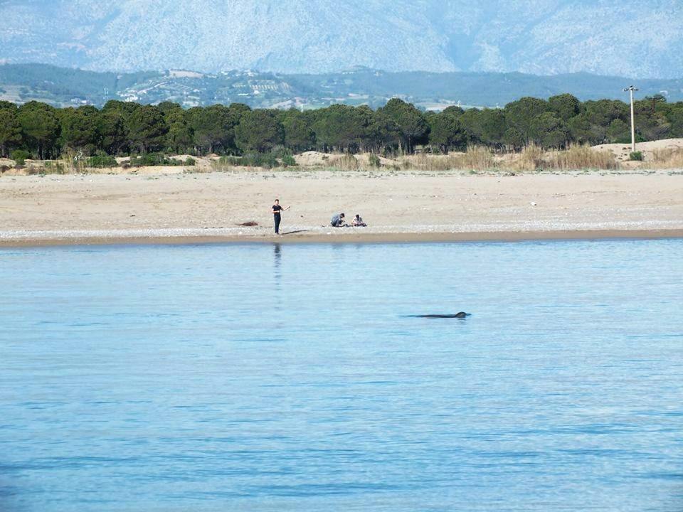 Akdeniz Foku İlk Kez Nehirde Görüntülendi