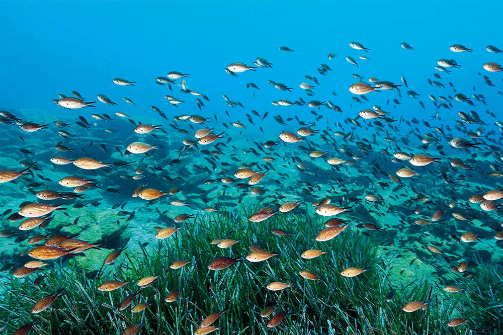 Akdeniz’e Güzel Haber!