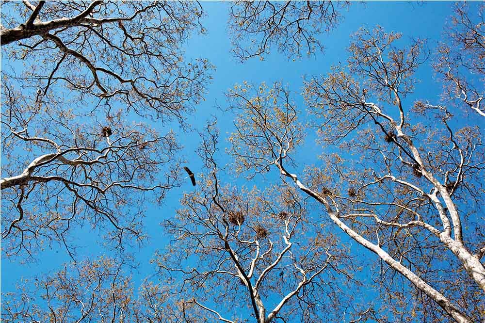 Altmış Bin Ağaç Türü