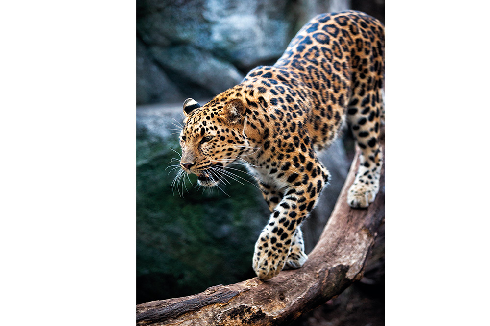 Amur Leoparının Geri Dönüşü