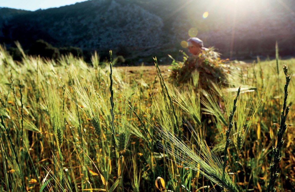 Anadolu’nun Tohumları Tehlikede