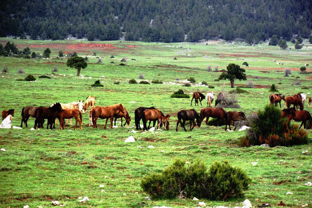 Asırlık Ardıç Ormanına Mermer Ocağı