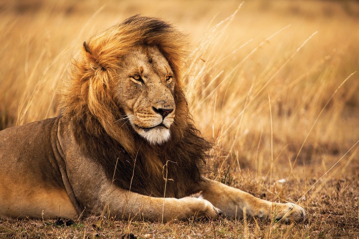 Aslanı Köpek Etmek