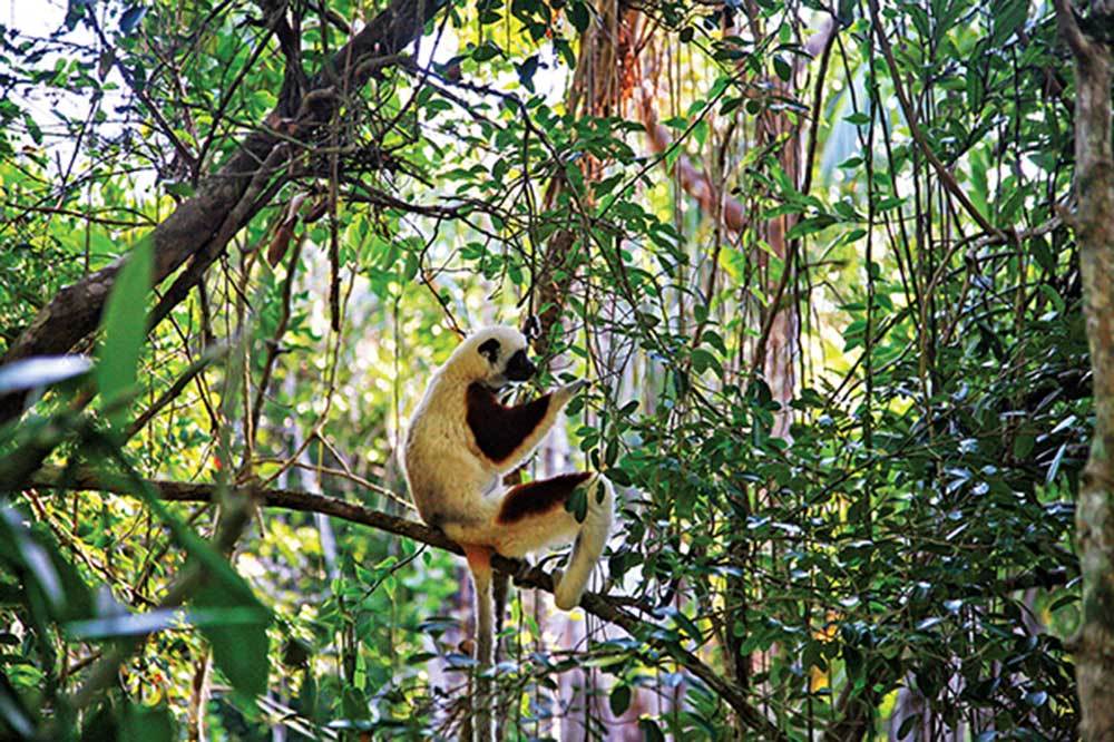 Azalan Ormanlar, Yok Olan Hayatlar