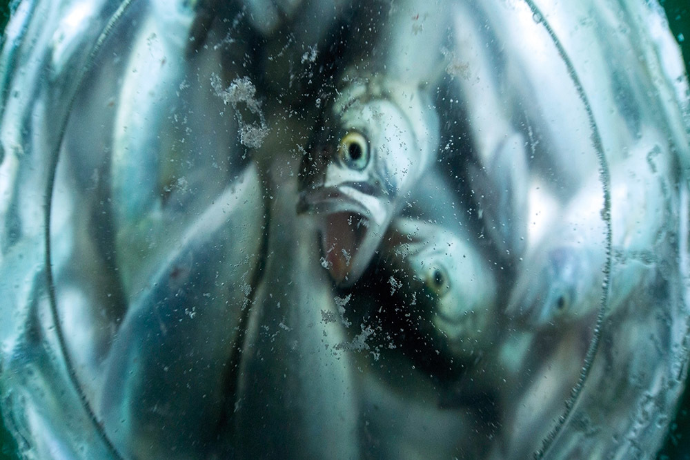 Balıksız Denize Doğru