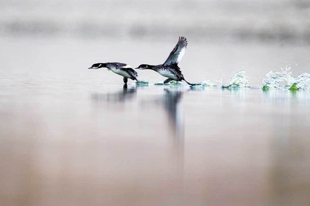 Batağanlar, Suya Âşık Kuşlar
