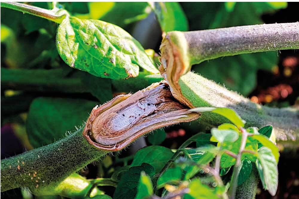 Bitkiler Yaralarını Nasıl Onarır?