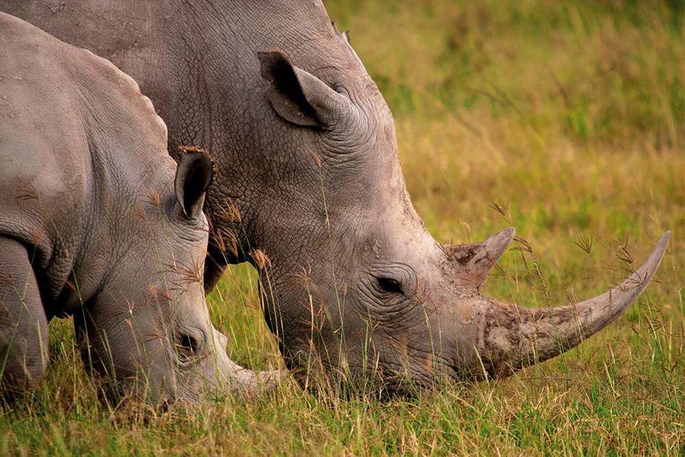 Boynuzlar ve Caniler