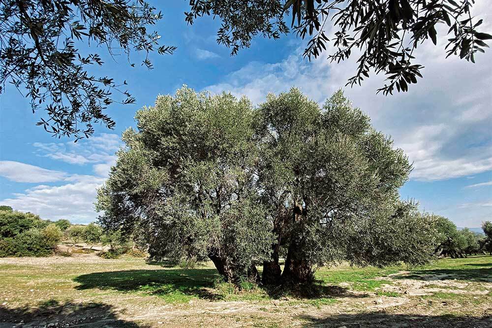 Çevre Mühendisleri Odası Tekrar Uyarıyor: Torba Yasa Geri Çekilmelidir!
