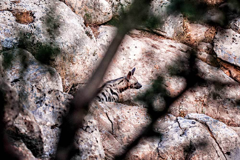 Çizgili Sırtlan: Benim Adım Hyeana Hyeana