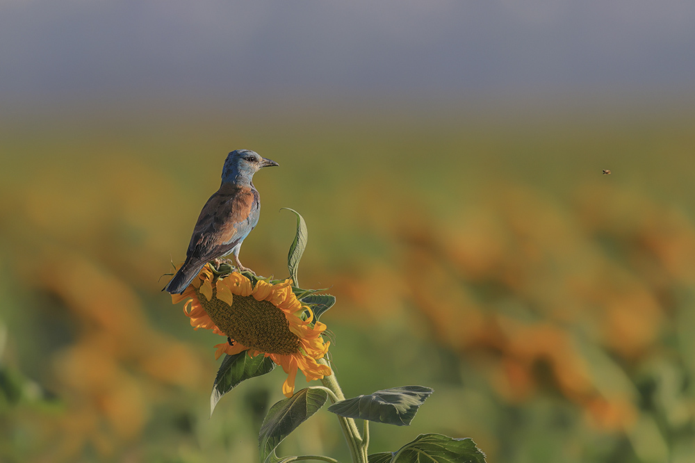 COP15: Dünyayı Koruma Sözü Verildi