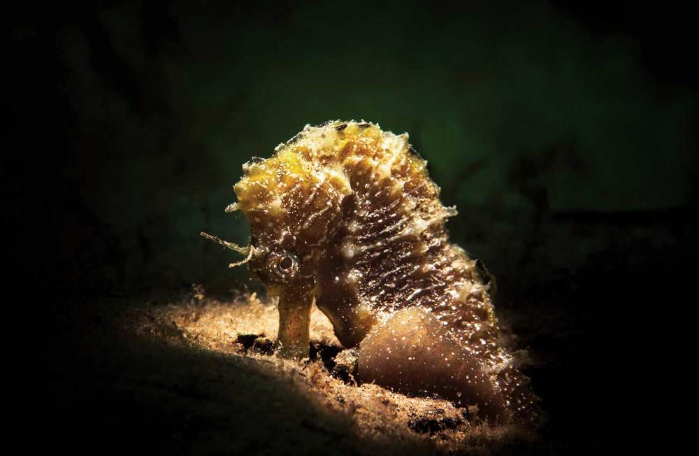 Denizatları Karadeniz'de