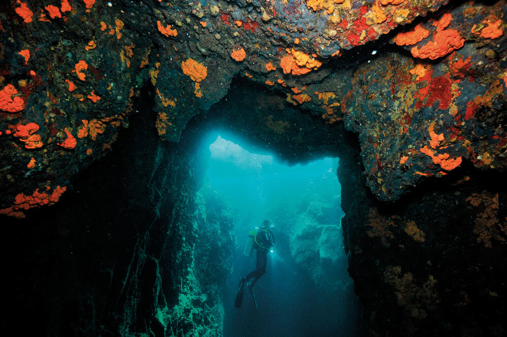 Denizlerin Dostları