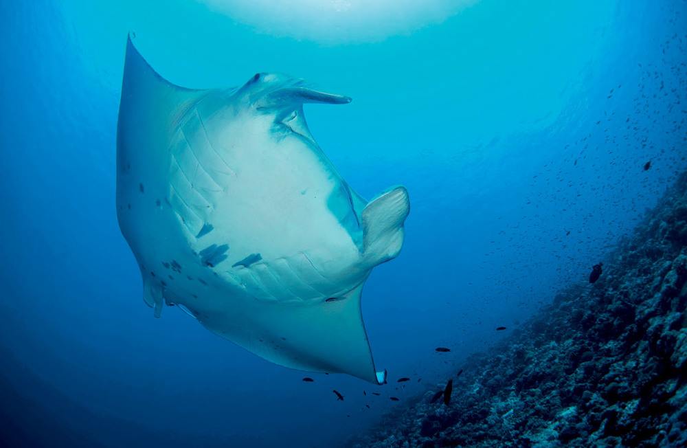 Denizlerin İri Canlılarını Kaybediyoruz
