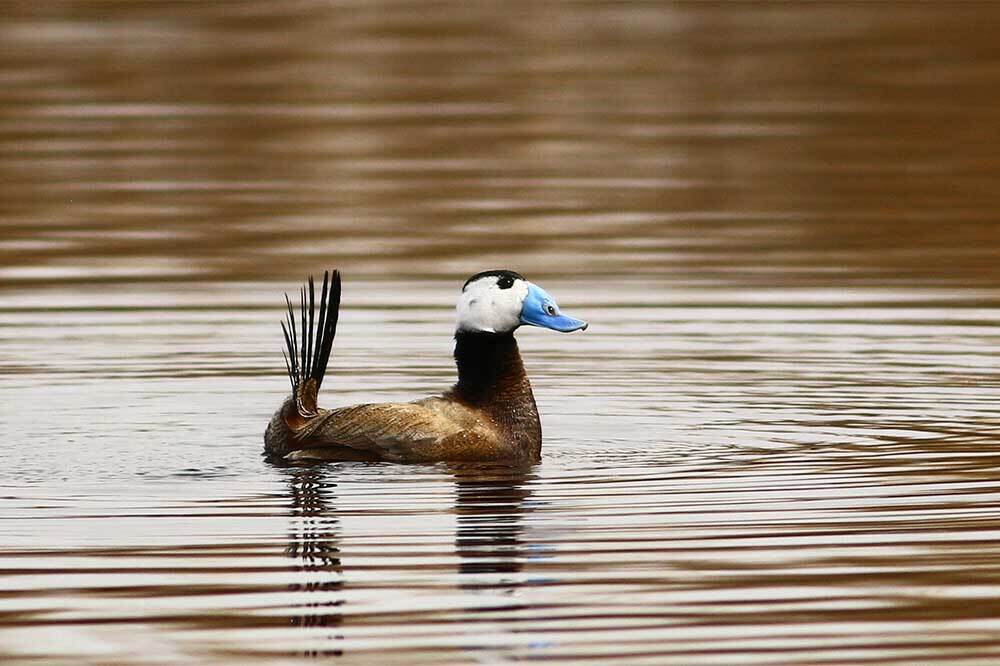 Dikkuyruk İçin Eylem Zamanı