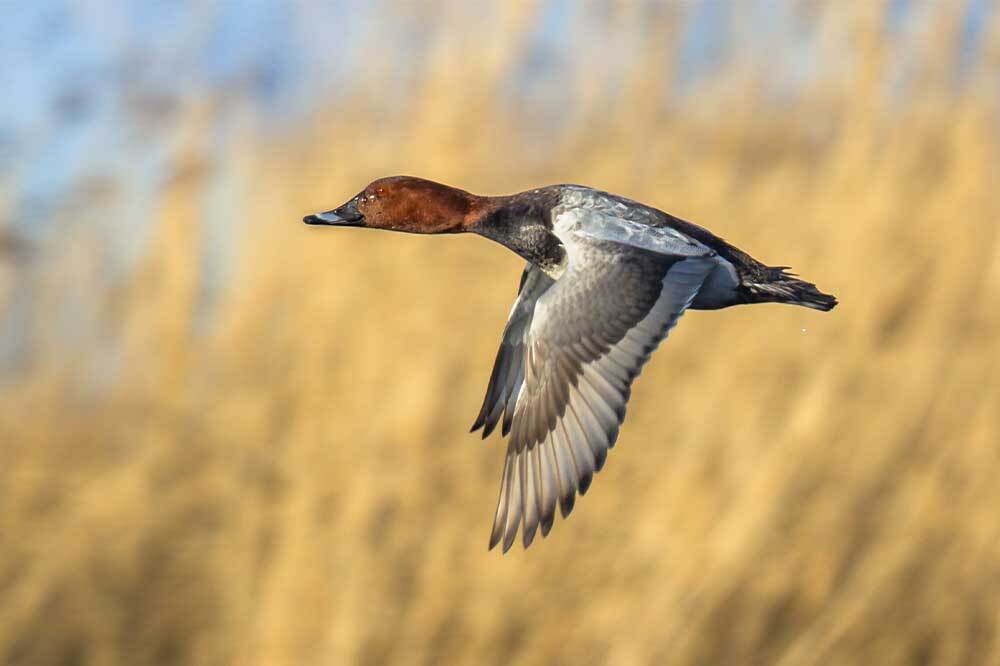 Elmabaş Patka ve Üveyik Av Listesinde