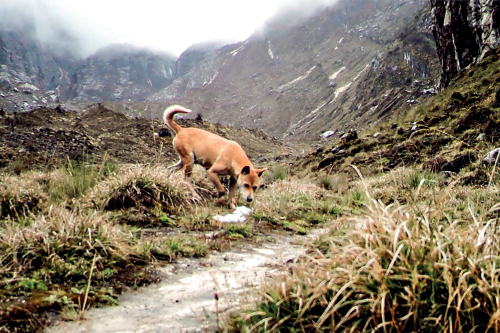 En Eski Yaban Köpek