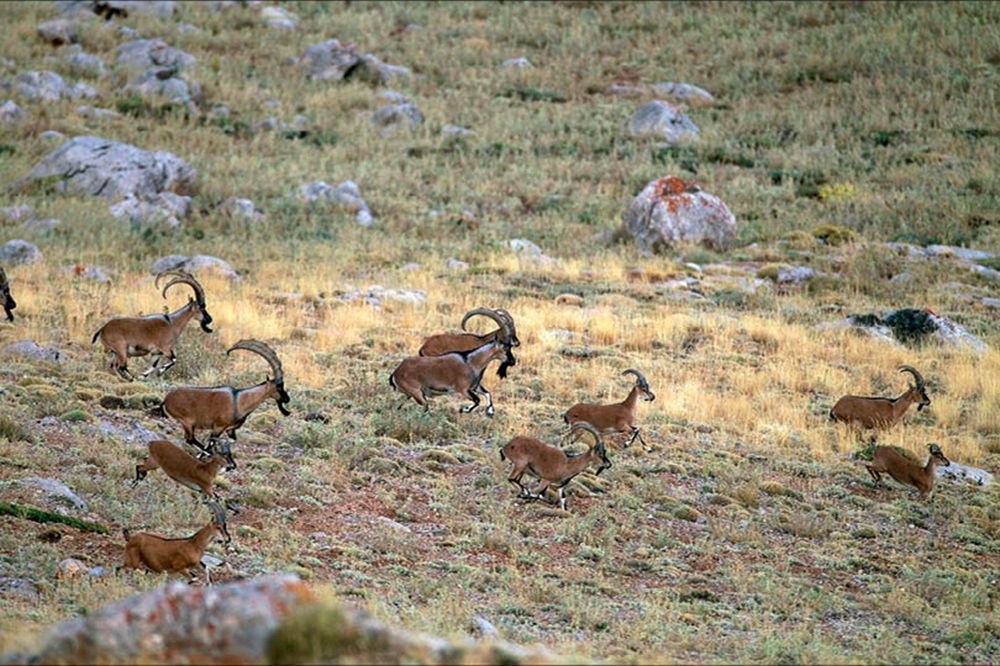 Evcil Keçinin Atası Yabankeçileri