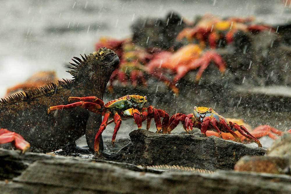 Galapagos, Efsunlu Adalar