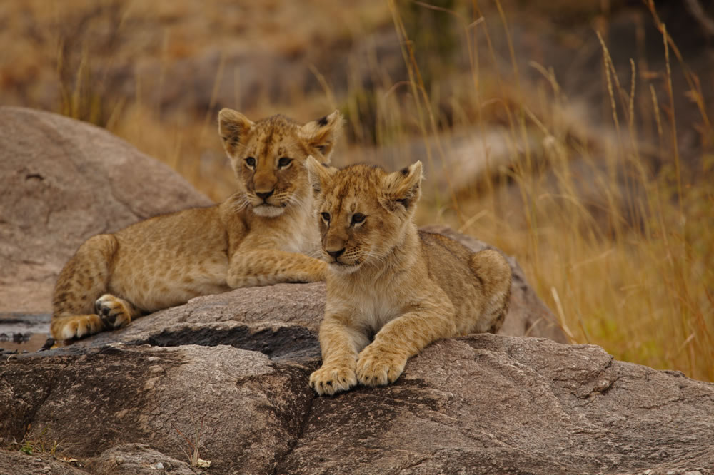 10 Ağustos Dünya Aslan Günü  10g