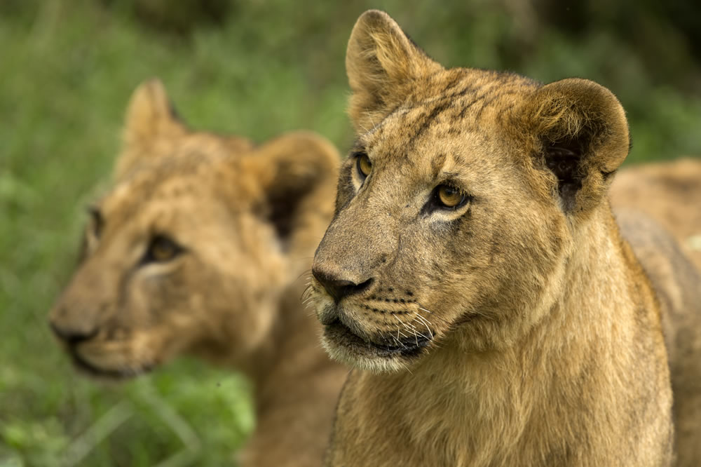 10 Ağustos Dünya Aslan Günü  1g