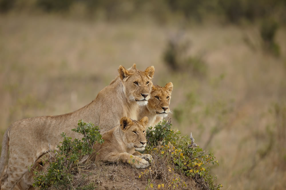 10 Ağustos Dünya Aslan Günü  7g