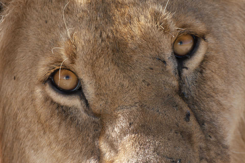 10 Ağustos Dünya Aslan Günü  8g