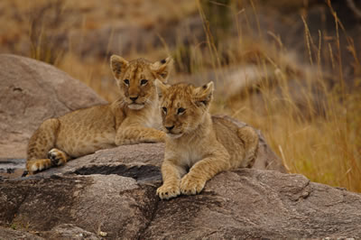 10 Ağustos Dünya Aslan Günü  10g1