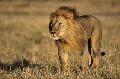 10 Ağustos Dünya Aslan Günü  2g1