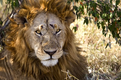 10 Ağustos Dünya Aslan Günü  3g1