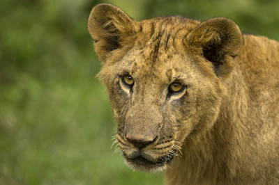 10 Ağustos Dünya Aslan Günü  5g1