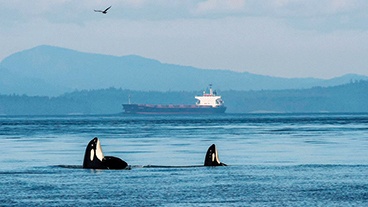 Gemi Sesleri Orkaların İletişimini Etkiliyor