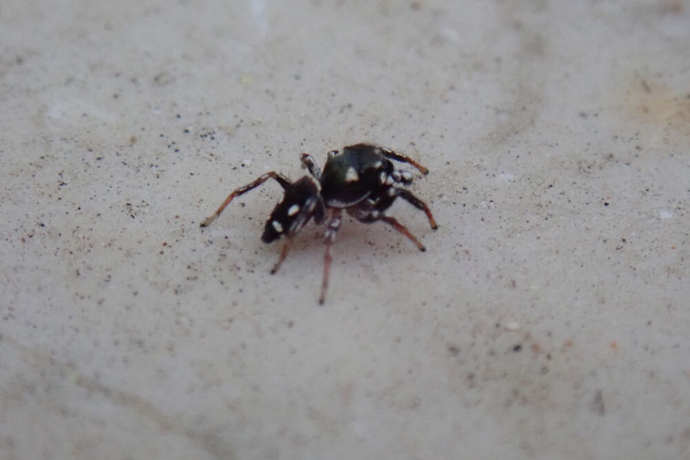 Genç Doğaseverden Yeni Kayıt