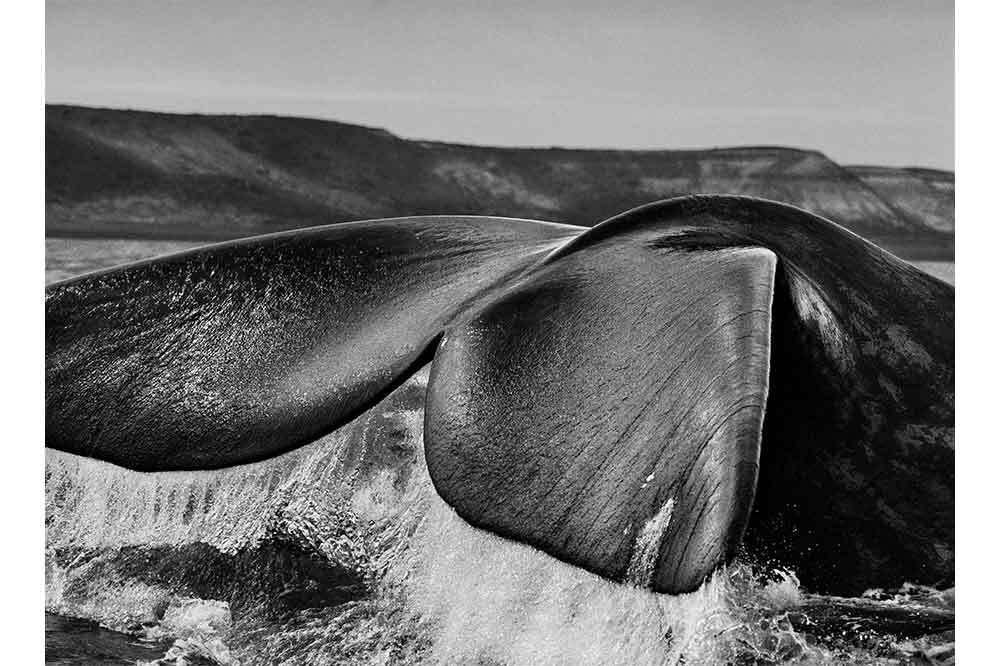 “Genesis” Sergisi Aralık Sonuna Kadar Açık