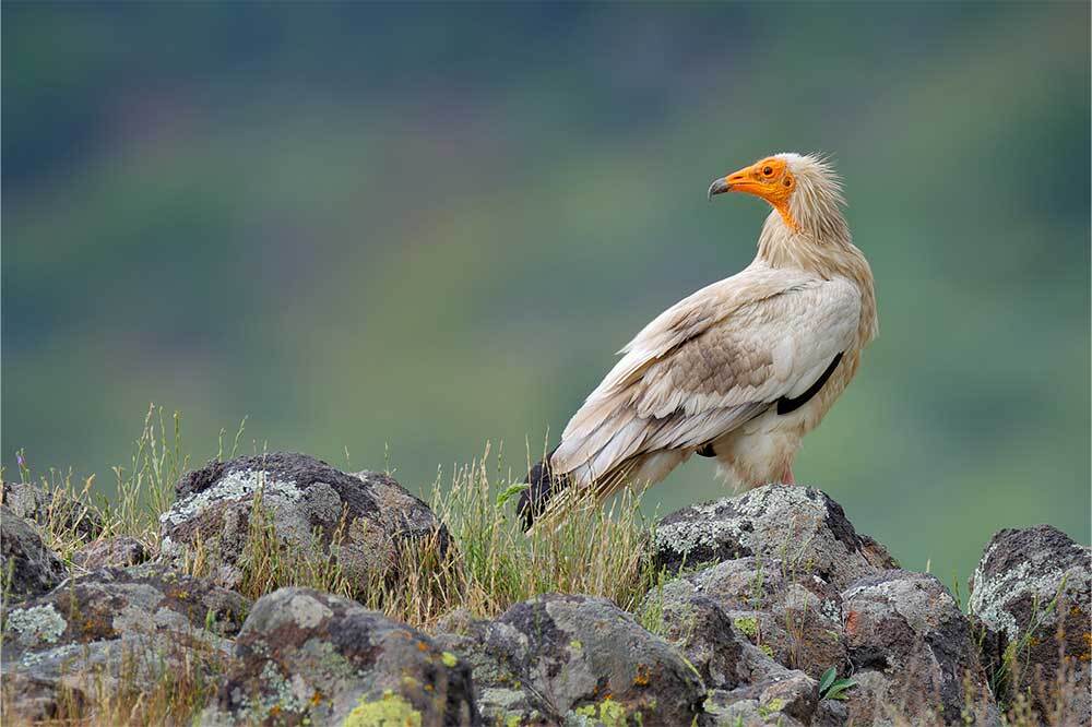 Göçmen Kuş Türlerinin %45'inin Sayısı Azalıyor