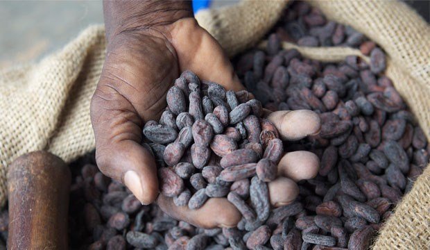 İklim Değişikliği Çikolatayı da Vuracak