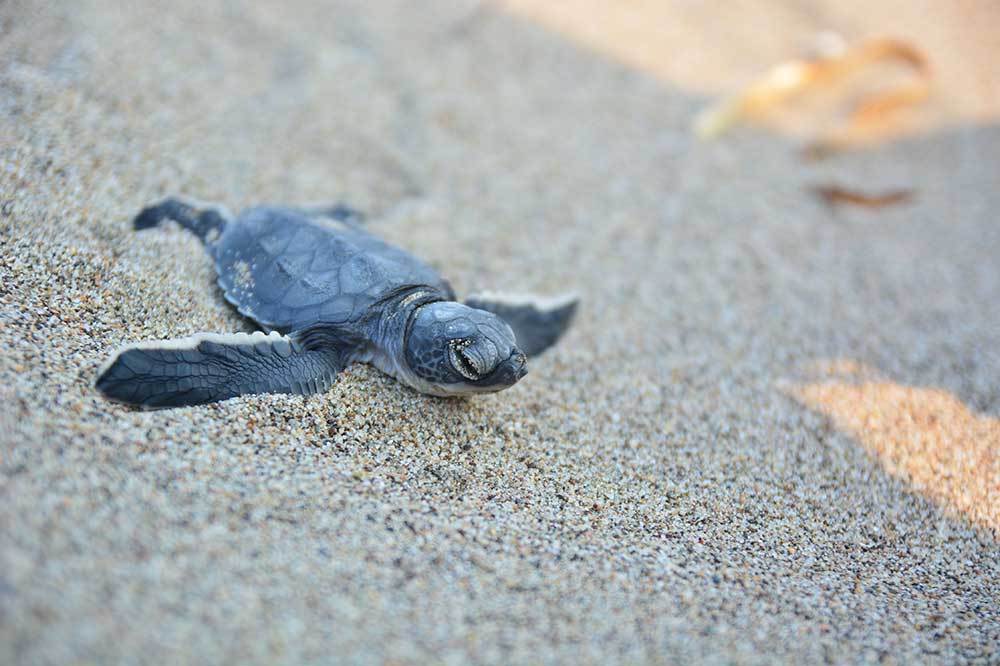 İklim Değişikliğinin Tehdit Ettiği On Tür