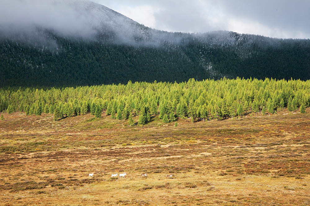 İnsanlık Bindiği Dalı Kesiyor