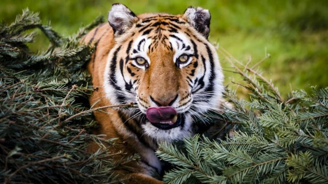 Kaplanın Dönüşü