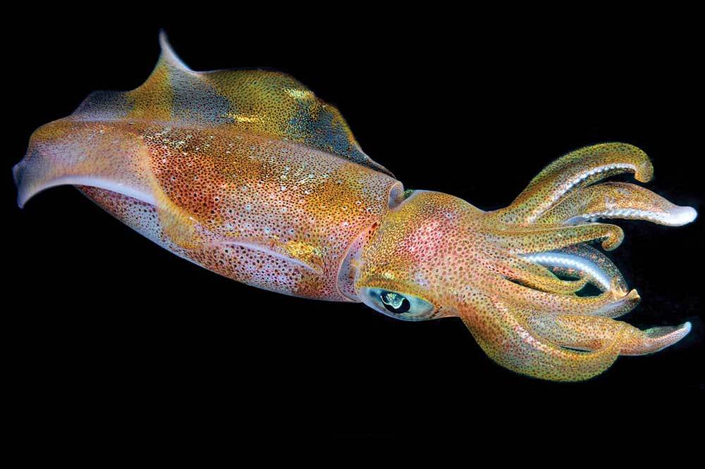 Kaş’a Gelen Kızıldeniz