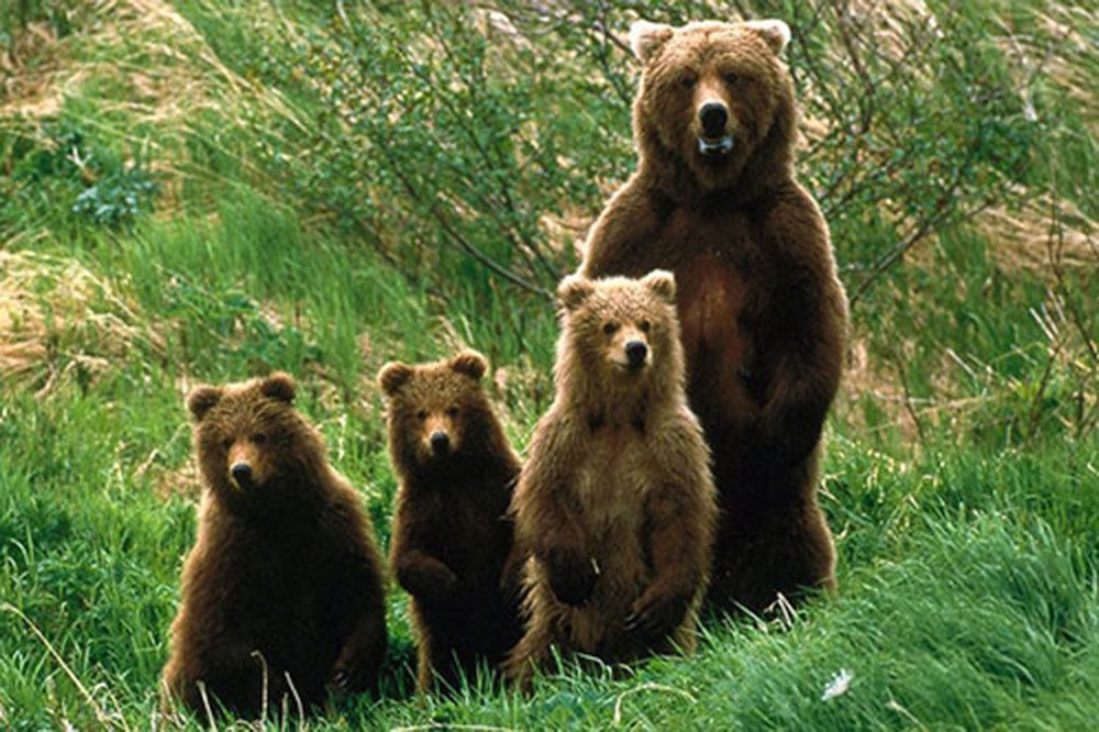 Kastamonu'da 50 Bin Liraya 5 Ayı Vurulacak