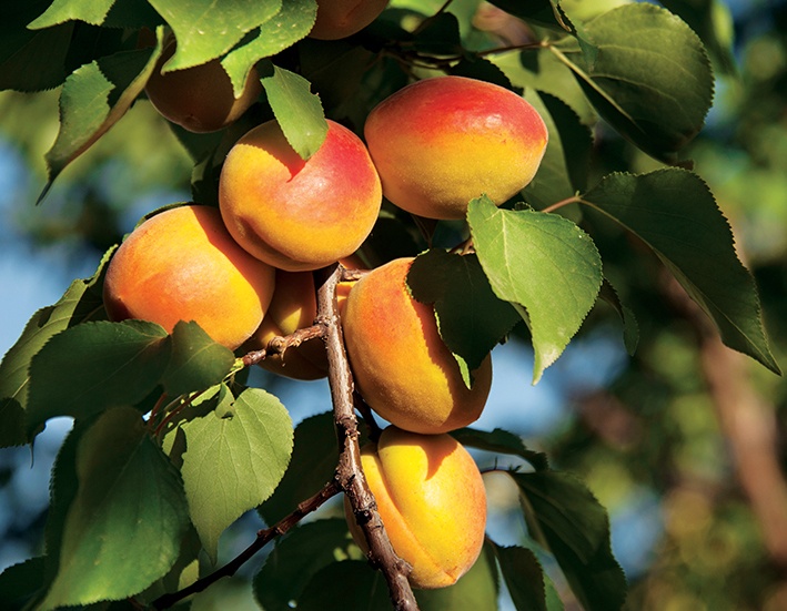 Kayısı Gidiyor, Roksana Geliyor