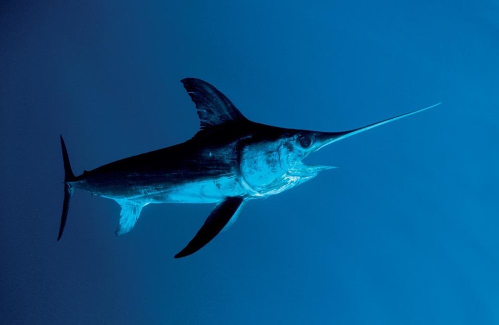 Kılıçbalıklarını Kurtarma Planı