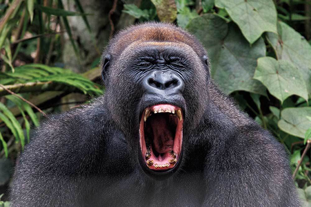 King Kong Vejetaryenmiş 