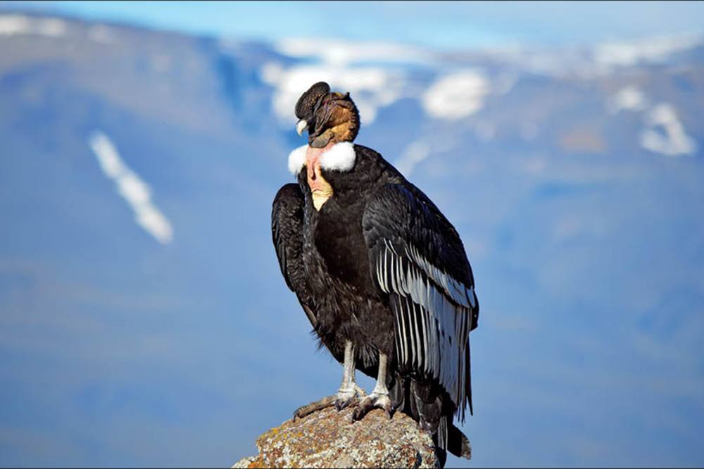 Kondor Hayvan Leşlerini Yiyerek Hayatta Kalır.